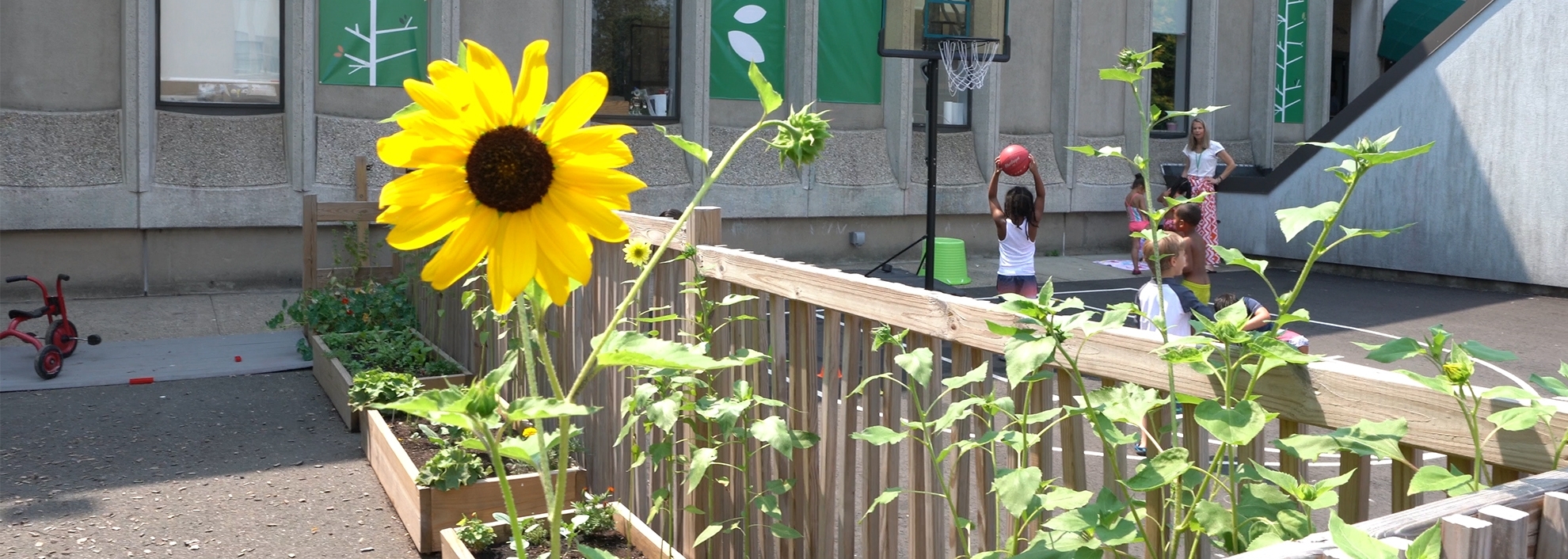 Sunflower at Rising Hope School